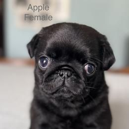 Pug Puppies from Sonya & Olly Pugs