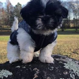 Shih Tzu Puppies from S&K shih tzu’s