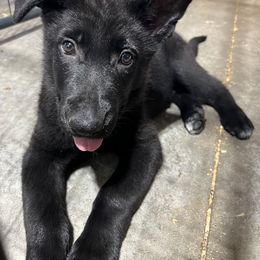 German Shepherd Puppies from Bolwerk’s 3B Acres