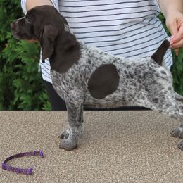 German Shorthaired Pointer Puppies from Hotwired GSPs
