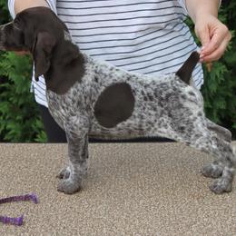 German Shorthaired Pointer Puppies from Hotwired GSPs