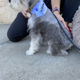 Miniature Schnauzer All Grown Up from Shuna Oliver