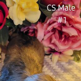 Dachshund Puppies from CLARK'S BREEDING PROGRAM