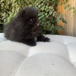 Pomeranian Puppies from Angelina Shishko