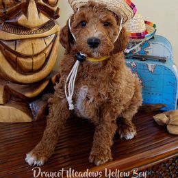 Australian Labradoodle Puppies from Draycot Meadows Australian Labradoodles