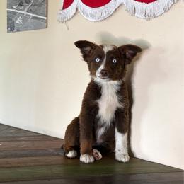 Ziva - Red tri female Miniature Australian Shepherd puppy in Kellerton, Iowa from Ebersole Ranch