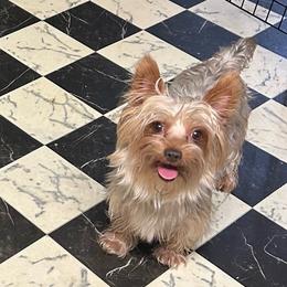 Chica - Yorkshire Terrier