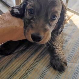 DBs Nikolaus Brass - Red male Dachshund puppy in Summerfield, Florida from D & B Ranchette