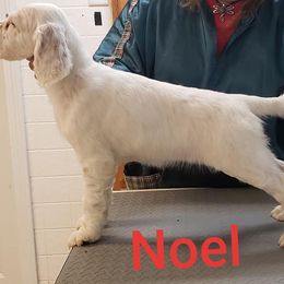 English Setter Puppies from Finlauson's Pet Care Center and Granite State Service Dogs