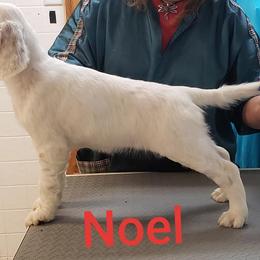 English Setter Puppies from Finlauson's Pet Care Center and Granite State Service Dogs