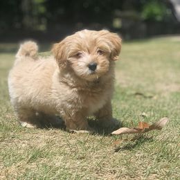Havanese Puppies from My Heavenly Havanese Puppies