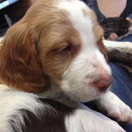 Brittany Puppies from Jacquie Jolly
