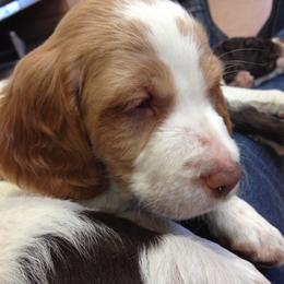 Brittany Puppies from Jacquie Jolly