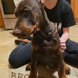 Brown - Red and rust male Doberman Pinscher puppy in Knox, Indiana from Double River Dobermans