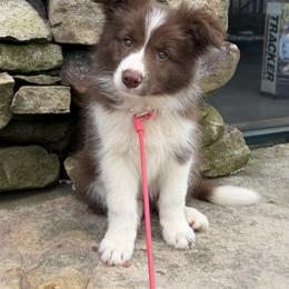 Arrietty - Red female Border Collie puppy in Milner, Georgia from Amethyst Border Collies