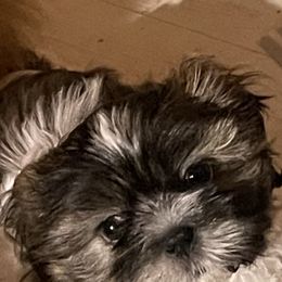 Chester - Shih Tzu