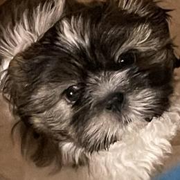 Chester - Shih Tzu