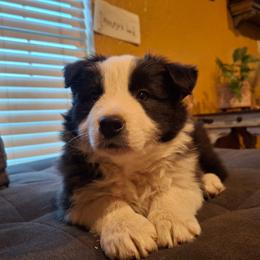 Ace - Black and white male Border Collie puppy in Ripley, Oklahoma from Adventure5 Border Collies