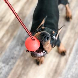 Doberman Pinscher Puppies from Imperium Dobermann Kennel