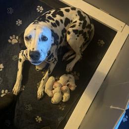 Boy 3 - White and black male Dalmatian puppy in Williamsburg, Ohio from Dewey’s Dals