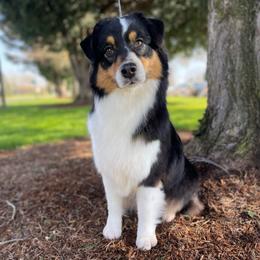 River - Australian Shepherd
