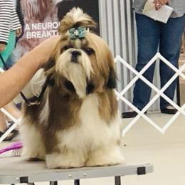 Simona  - Shih Tzu