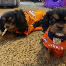 Cavalier King Charles Spaniel Puppies from Annie's Puppies