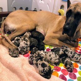 Great Dane Puppies from High Point Mountain Danes