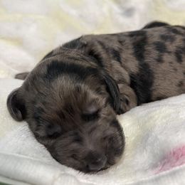Goldendoodle Puppies from U Need A Doodle