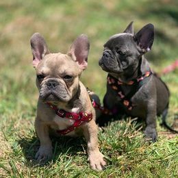 French Bulldog Puppies from Besters Frenchies