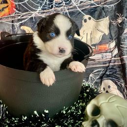 Cocoa - Black & white female Australian Shepherd puppy in Brookfield Township, Ohio from AussieLand Shepherds