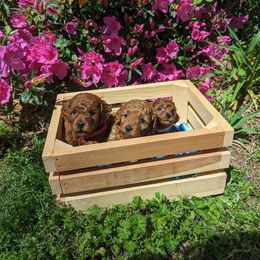 Cavapoo Puppies from GeorgiaCavapoos