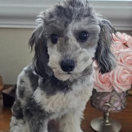 Luna - Goldendoodle