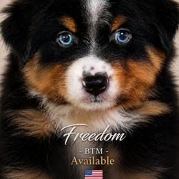 FREEDOM - Black tri-color male Australian Shepherd puppy in Gowen, Michigan from XA AUSTRALIAN SHEPHERDS