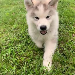 Bigfoot - Gray and white male Alaskan Malamute puppy in Palmyra, Michigan from Illusion Kennel