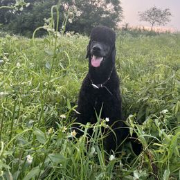 Miniature Schnauzer and Poodle All Grown Up from Bewitching Kennels