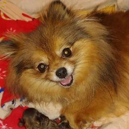 Summer - Pomeranian