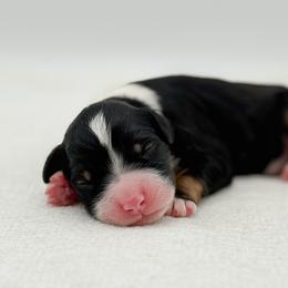 Gables - Tri-color male Bernedoodle puppy in Bellville, Ohio from Bernedoodle Buddies