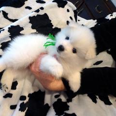 American Eskimo Dog Puppies from Tribe of Aryelle