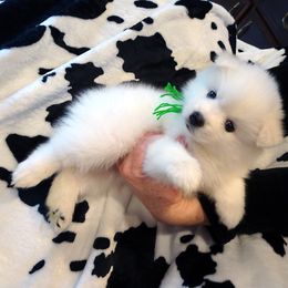 American Eskimo Dog Puppies from Tribe of Aryelle