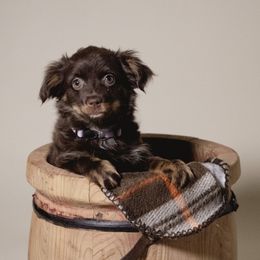 Girl 3 - Red tri female Toy Australian Shepherd puppy in Fresno, California from Duarte's Paw Blessings