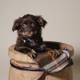 Girl 3 - Red tri female Toy Australian Shepherd puppy in Fresno, California from Duarte's Paw Blessings