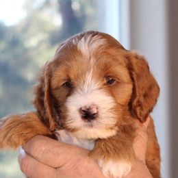 Australian Labradoodle Puppies from FernRidge