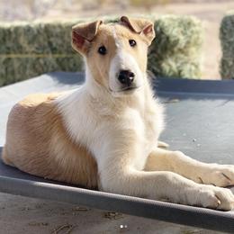 Collie and Old Time Scotch Collie Puppies from Oasis Farm Collies