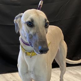 Salem - Greyhound