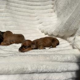 Female 2 - Cream female Dachshund puppy in Magnolia, Texas from J&R Macias Dachshunds