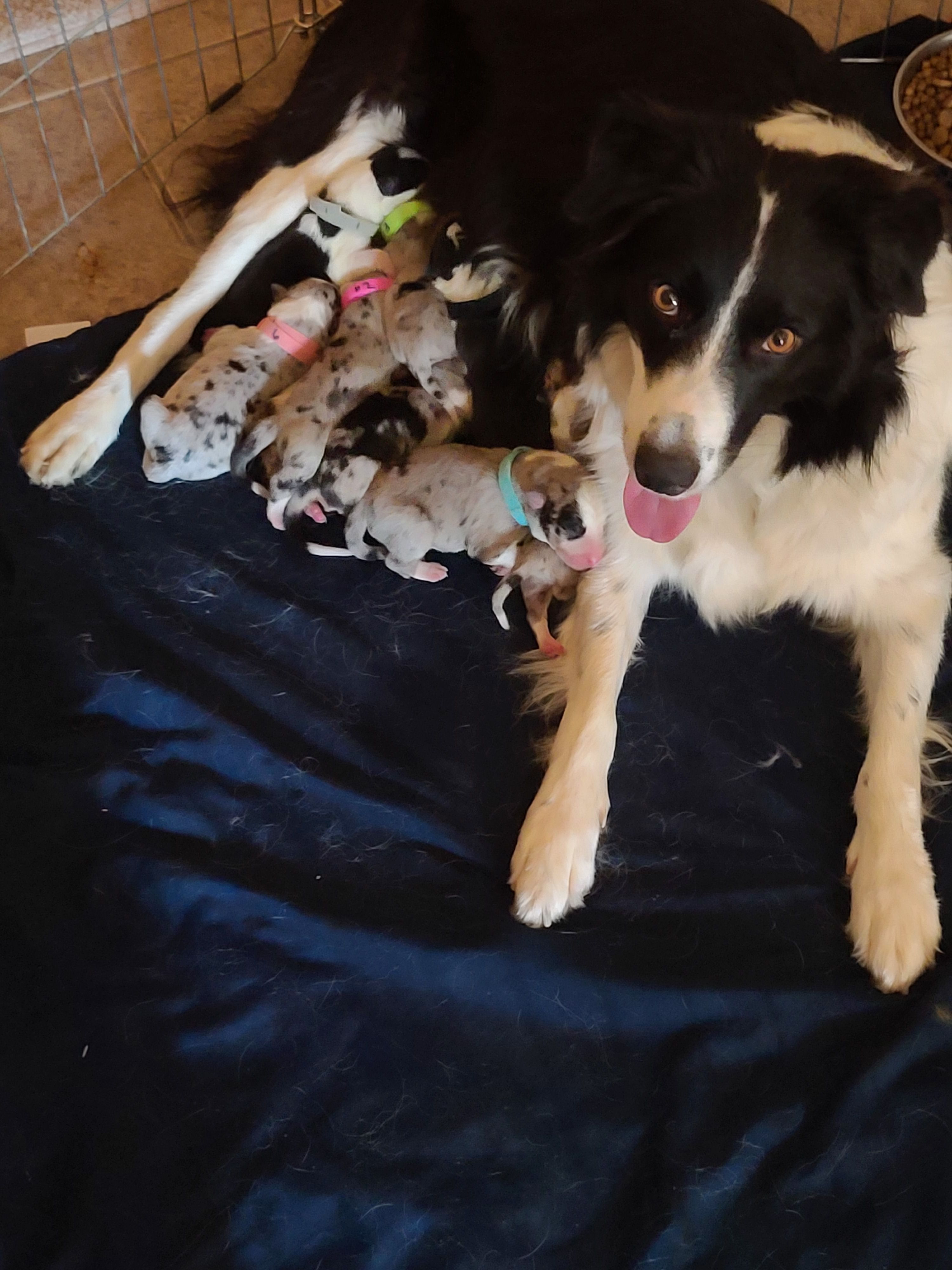 Border collie sales breeders in arizona