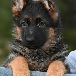 Boy 1 - Black and red male German Shepherd puppy in Florissant, Colorado from Vom Dortmunder German Shepherds