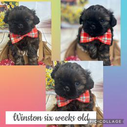 Winston - Black and tan male Shih Tzu puppy in Claremont, California from Lovable Shih Tzus