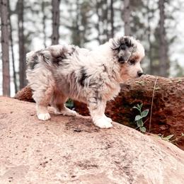 Miniature American Shepherd and Miniature Australian Shepherd Puppies from Whiskeytown Aussies